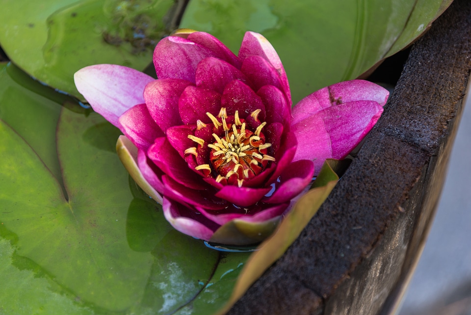 Flower nature petals