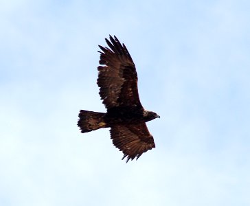 233 -  GOLDEN EAGLE (6-8-13) hell's backbone, boulder mt, garfield co, ut