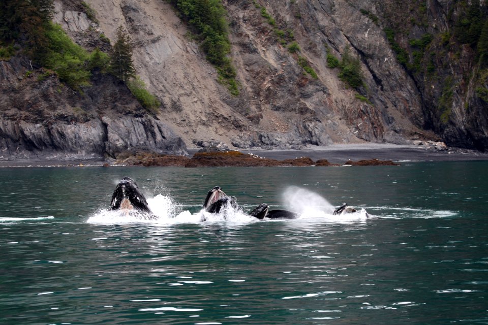 Humpback whales "bubble-net" feeding