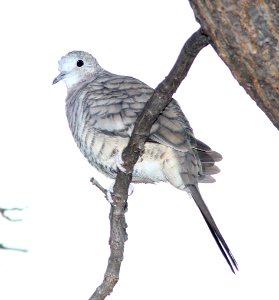 435 - INCA DOVE (10-21-10) paton's, patagonia, scc, az - (1)