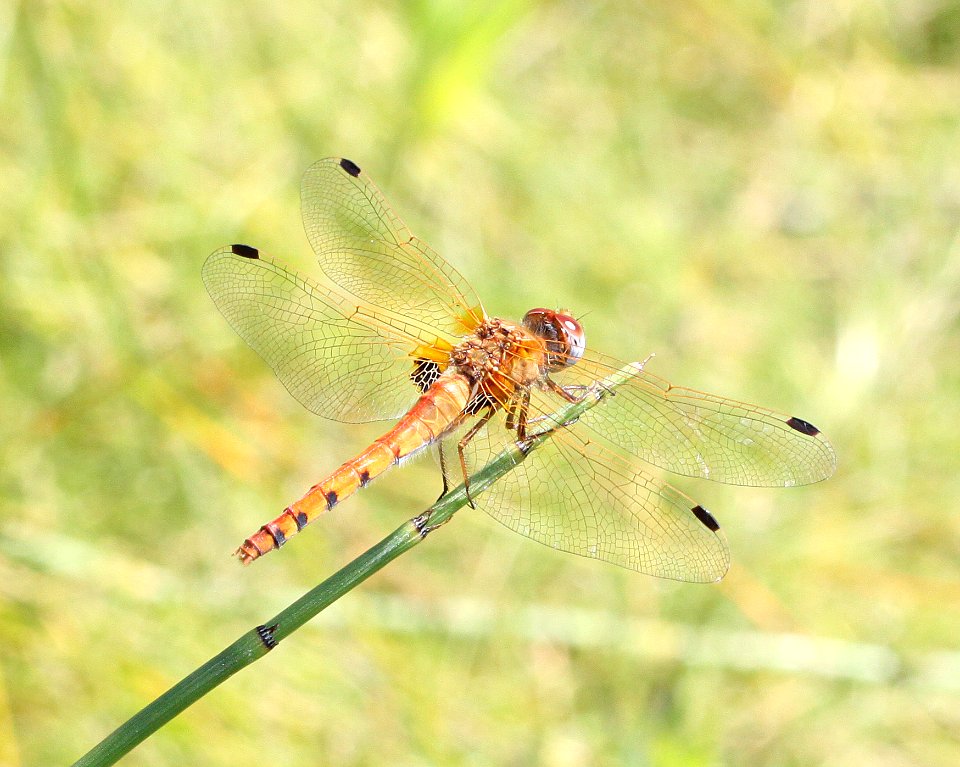 MEADOWHAWK, SPOT-WINGED (Sympetrum costiferum) (10-2-12) below parker lake canyon  spillway, cochise co, az -01