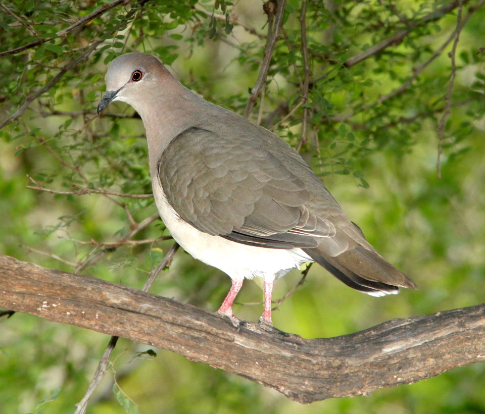 438 - WHITE-TIPPED DOVE (3-7-12) santa anna national wildlife refuge, near mc allen, tx  (2)