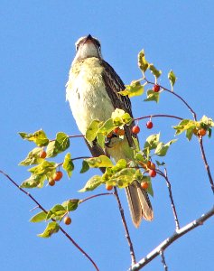FLYCATCHER, PIRATIC  (9-19-12) rattlesnake springs, eddy co, nm -01