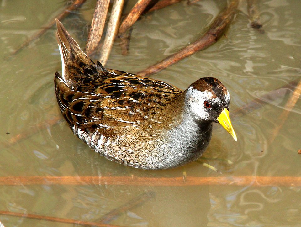 240 - SORA (2-26-10) cloisters, morro bay, slo co, ca  (8)