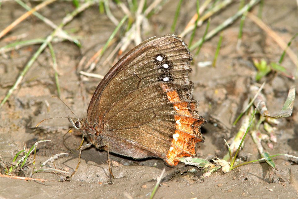 SATYR, RED-BORDERED (Gyrocheilus patrobas) (10-9-12) sawmill cyn, huachuca mts, cochise co, az -01