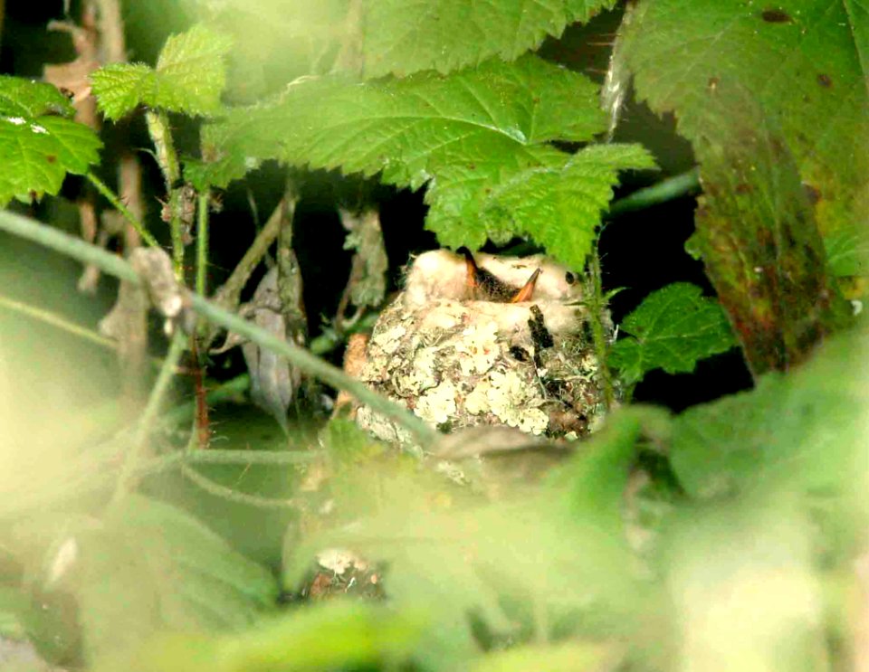 505 - ALLEN'S HUMMINGBIRD (2-27-09) young in nest, oso flaco, slo co, ca (2)