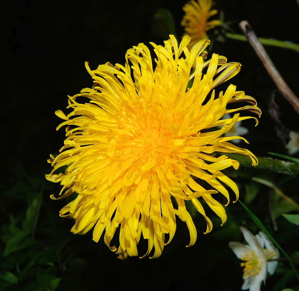 Yellow flower plant