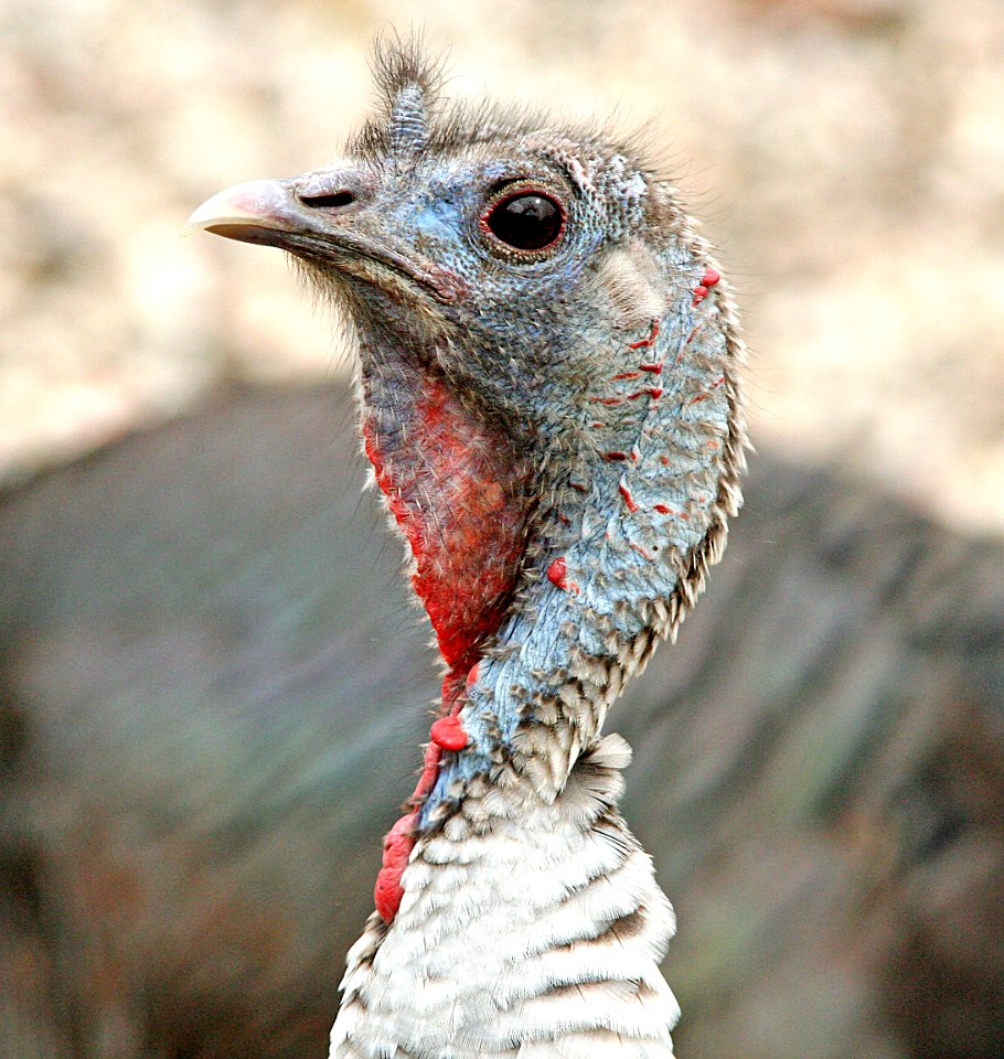 089 - WILD TURKEY (3-15-07) canet rd, sloco, ca (1)