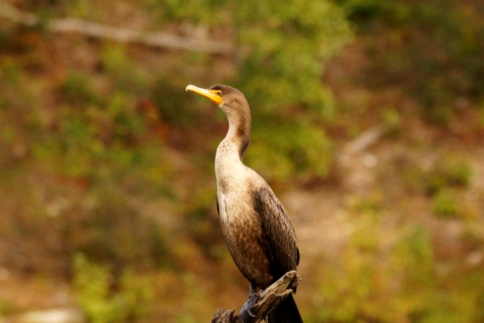 August Pose - Double-Crested Cormorant (Phalacrocorax auritus)- Black Hill Regional Park