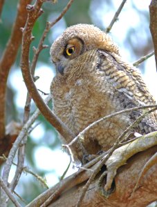 455 - GREAT HORNED OWL (6-25-08) juv, morro bay state park, slo co, ca (1)