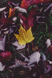 Leaf fall season photo