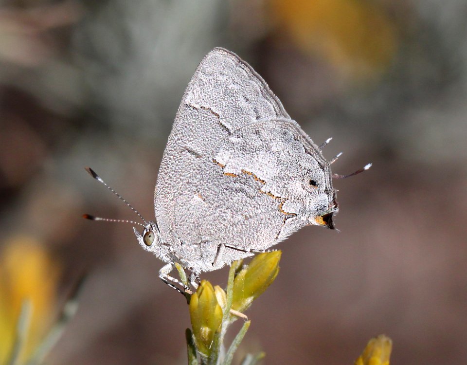 LEDA MINISTREAK (Ministrymon leda) (10-26-12) winter form, harshaw creek rabbitbrush, scc, az -01