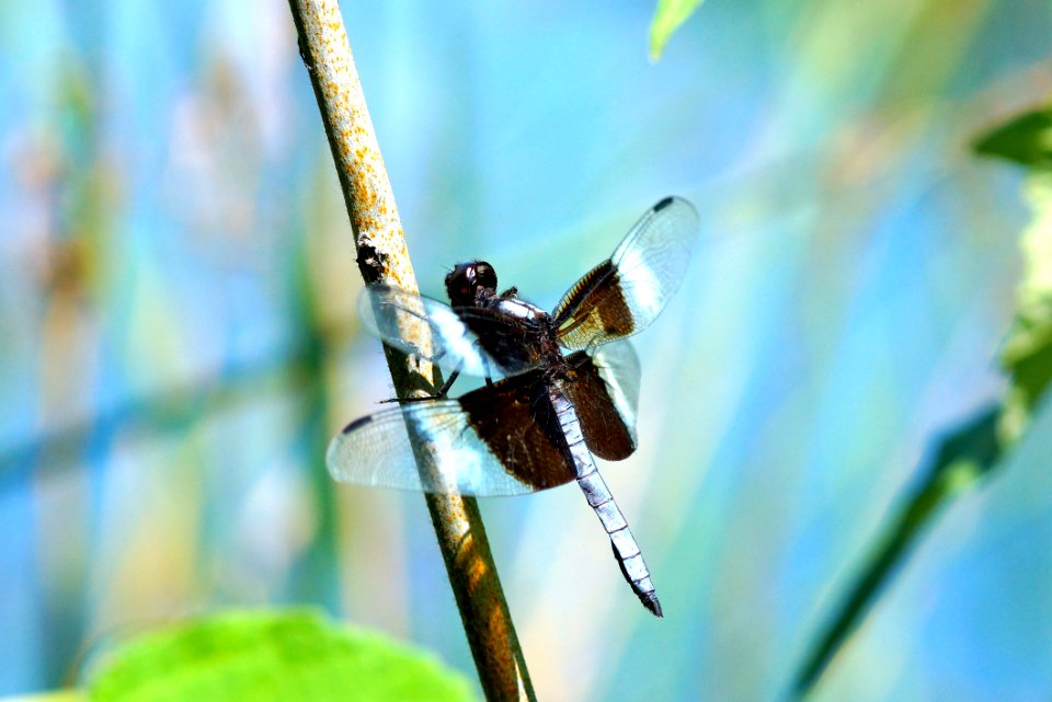 Widow Skimmer (Libellula luctuosa)2
