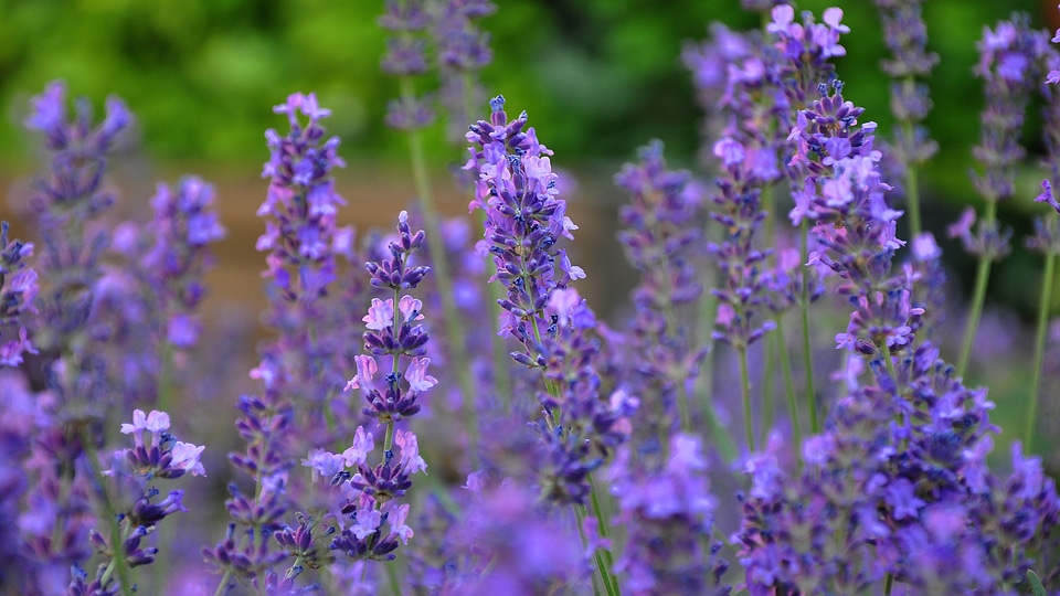 Blue flower lavender summer photo