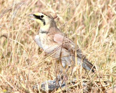 LARK, HORNED (10-6-12) san rafael grasslands, scc, az -02