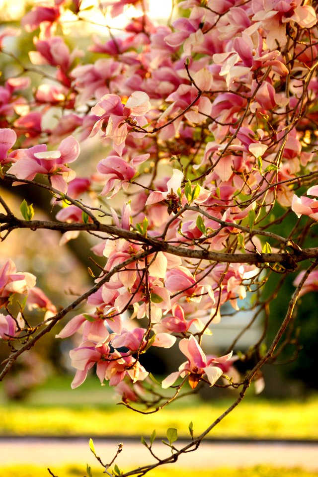 Magnolia