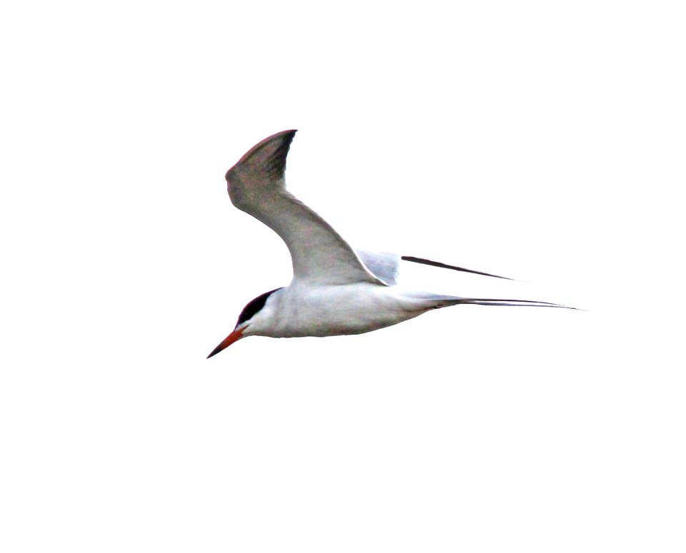 387 - COMMON TERN (3-24-13) quintana beach, freeport, tx  (1)