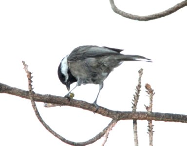 CHICKADEE. MEXICAN (9-21-12) barfoot area, chiricahua mts, cochise co, az -01