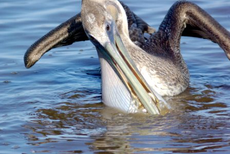 176 - BROWN PELICAN (1) photo