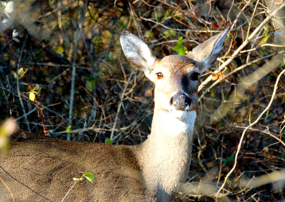 Curious white-tailed deer (Odocoileus virginianus)