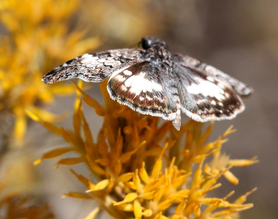 SKIPPER, WHITE-PATCHED (Chiomara gerogina) (11-2-12) harshaw road rabbitbrush, patagonia, scc, az -02