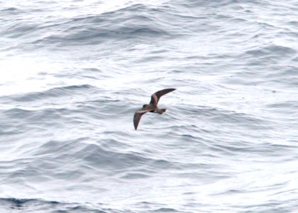 148 - LEACH'S STORM-PETRAL (6-12-10) off santa barbara on the Condor, dark-rumped race   (1)
