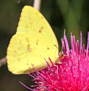 SULPHUR, CLOUDLESS (Phoibus sennae) (10-9-12) sawmill cyn, huachuca mts, cochise co, az -01