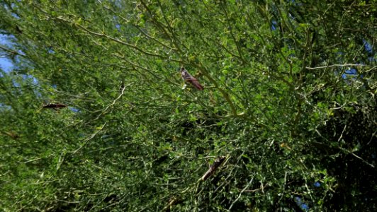 Catalina State Park
