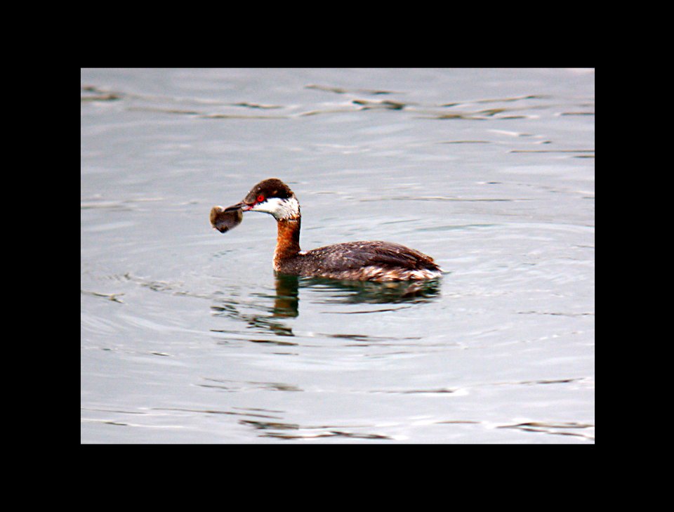 097 - HORNED GREBE (3-20-07) sloco, ca