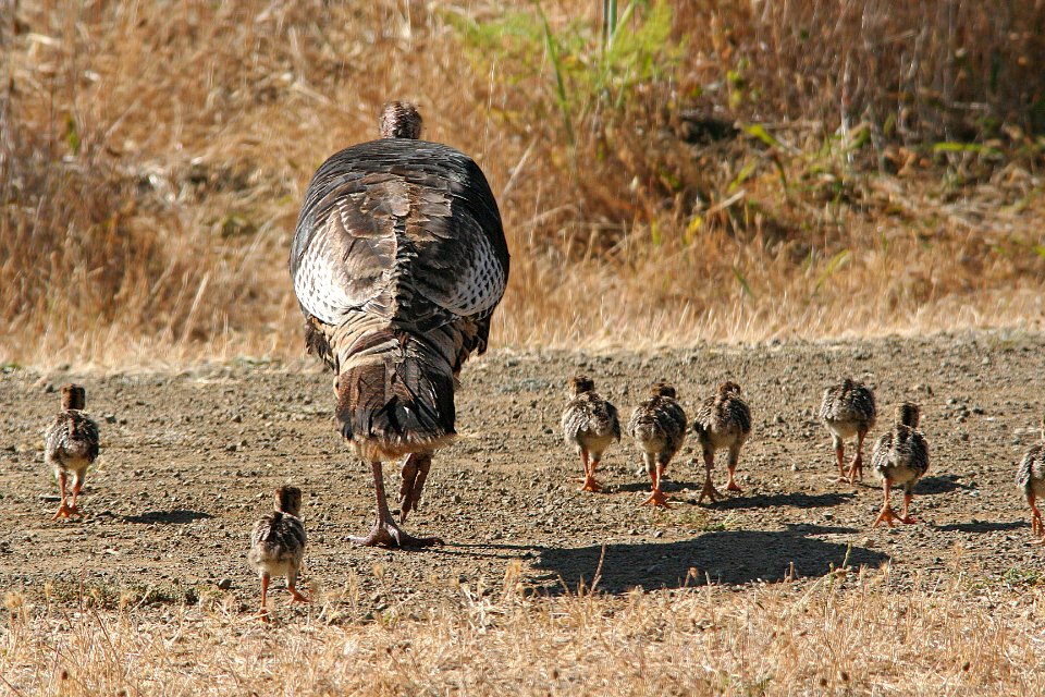 089 - WILD TURKEY (6-23-07) sloco, ca