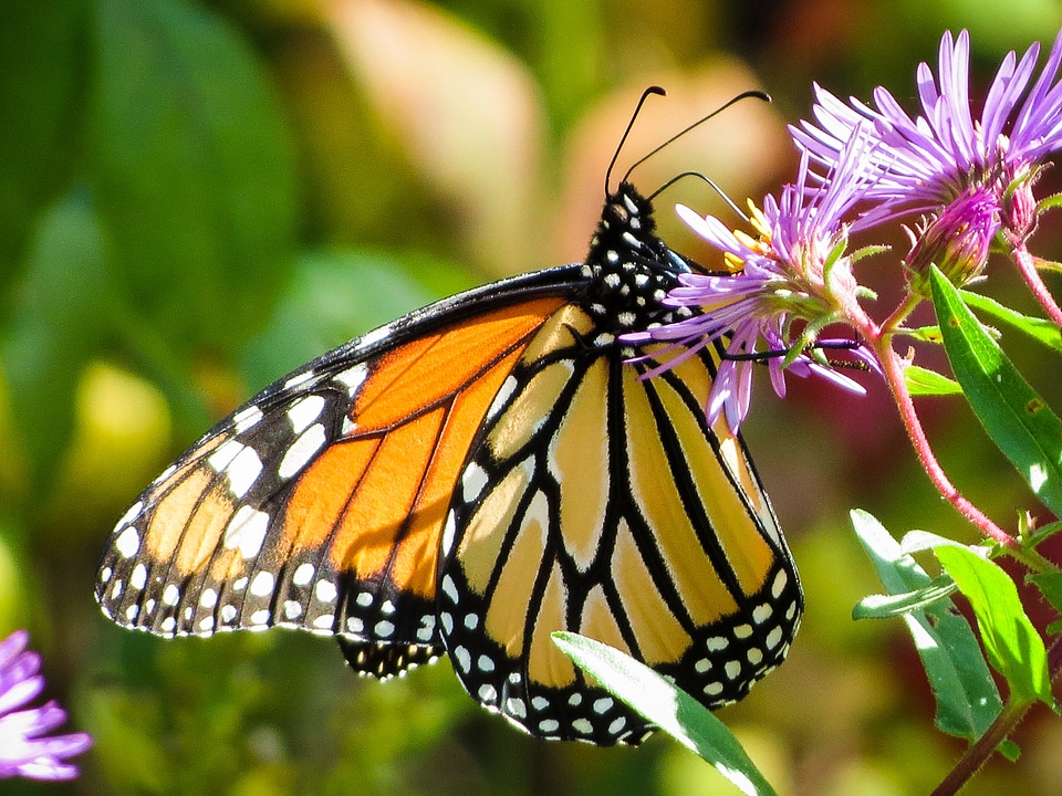 Insect monarch nature