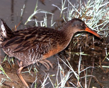 237A - CLAPPER RAIL (3-23-13) cameron co, la  (2)