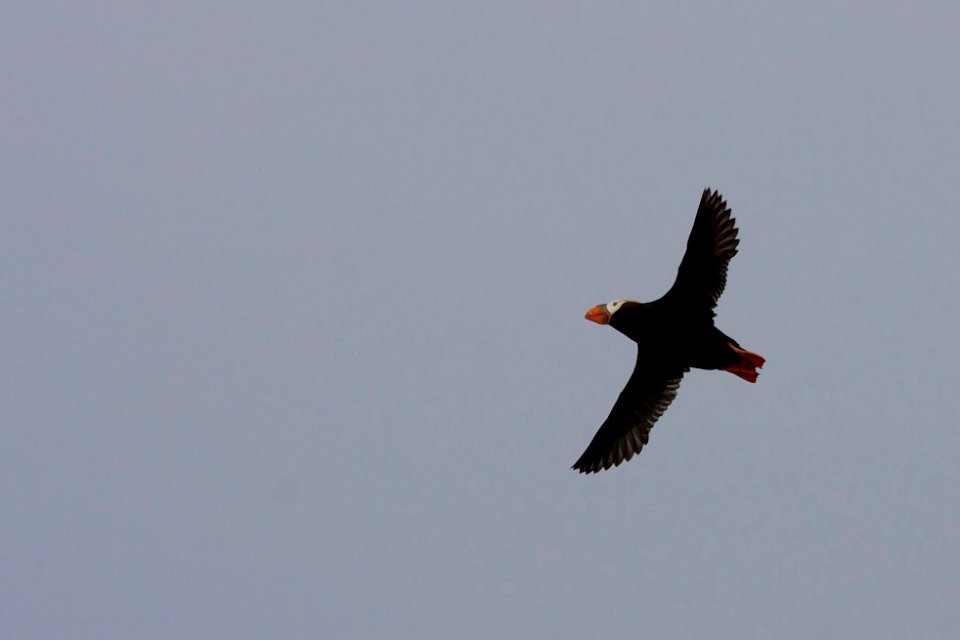 Tufted Puffin