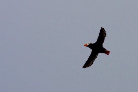 Tufted Puffin