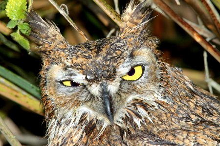 455 - GREAT HORNED OWL (1-5-10) oso flaco, slo co, ca  (3)