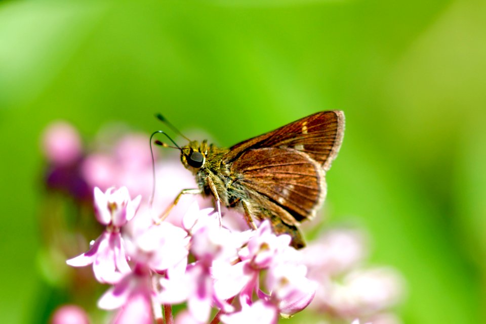 Leonard's Skipper Butterfly  (Hesperia leonardus)- Black Hill Regional Park