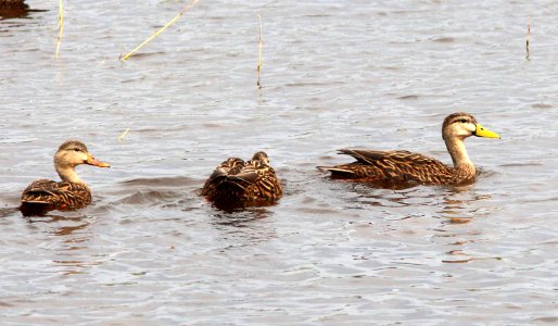 030 - MOTTLED DUCK (3-1-13) eagle lakes park, collier co, fl  (2)