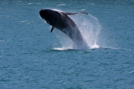 Humpback breaching