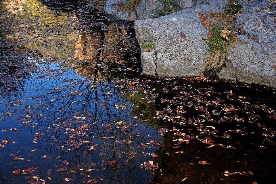 SYCAMORE CANYON, scc, az - 101 (11-8-12) -035