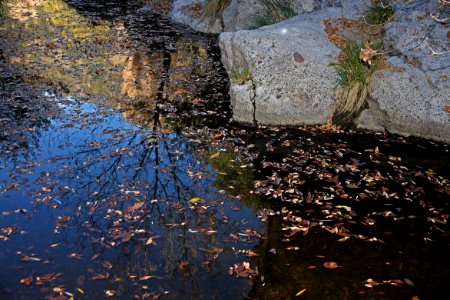 SYCAMORE CANYON, scc, az - 101 (11-8-12) -035