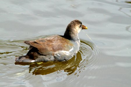 244 -  COMMON GALLINULE (1-30-10) south padre island, tx  (12) - Copy