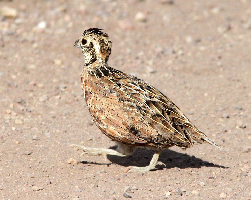 072 - MONTEZUMA QUAIL (10-19-12) parker cyn one mile from mexican border, scc, az -11 imm female - (1)