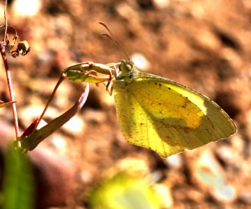 YELLOW, MEXICAN (Eurema mexicana) (10-23-11) 78 circulo montana, patagonia lake ranch estates, scc, az -01
