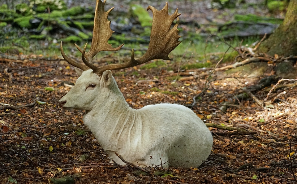 Antler forest blade