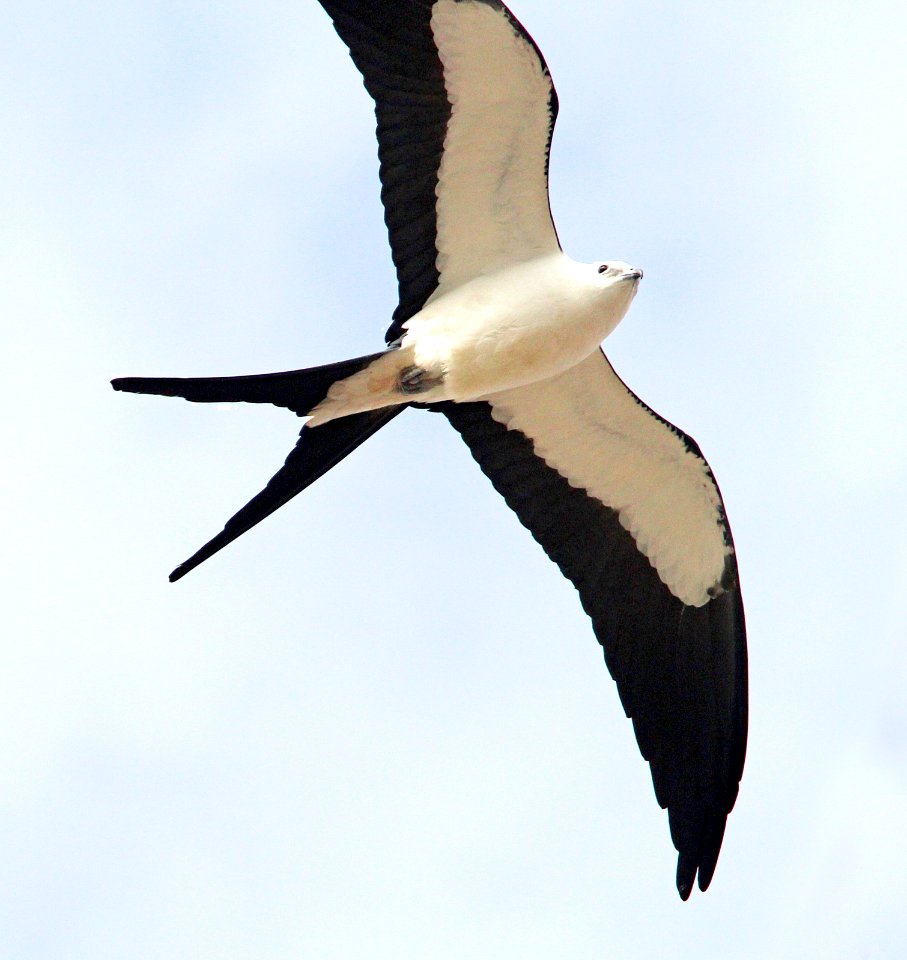 207 - SWALLOW-TAILED KITE (2-27-13)  myakka state park, manatee co, fl  (6)