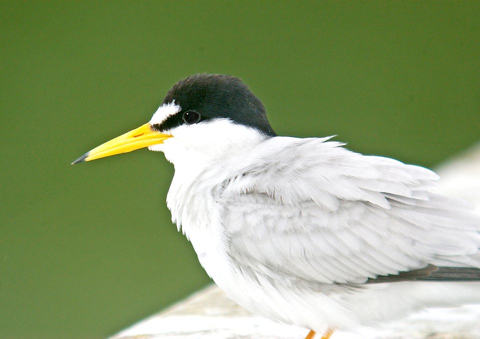 379 - LEAST TERN (7-10-06) -oso flaco, slo co, ca (6)