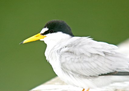 379 - LEAST TERN (7-10-06) -oso flaco, slo co, ca (6)
