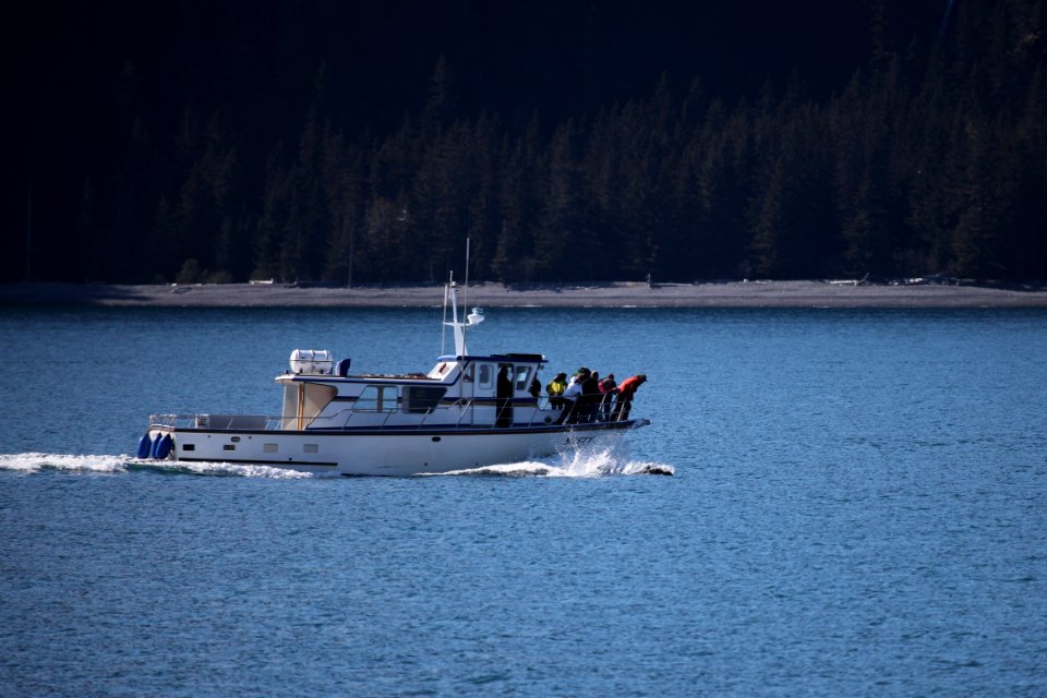Dall's porpoise bow riding