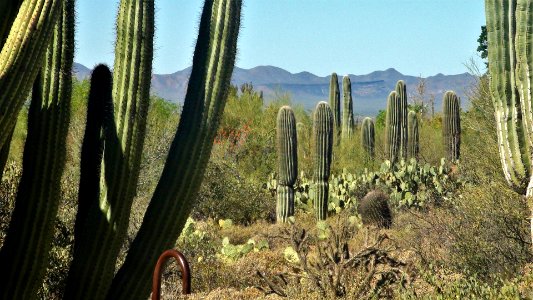 2017.03.26 Desert Museum