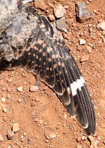 NIGHTHAWK, LESSER (8-2-12) fresh road-kill, san rafael grassland, scc, az -01
